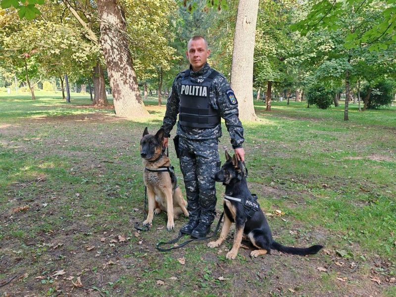 Povestea lui Kicsi, câinele polițist care urmează să iasă la pensie. Este  singurul câine polițist căutător de cadavre, din Transilvania