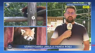 VIDEO - Cel mai răsfățat cuplu de panda roșu &icirc;și sărbătorește ziua: Peggy și Benjamin sunt principalele vedete ale zilei la Grădina Zoologică din Brașov 