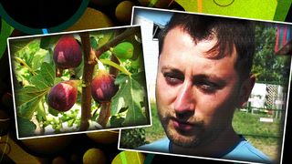 VIDEO - Seceta aduce recoltă record de smochine. Un buzoian estimează o producție record, de peste 10 tone