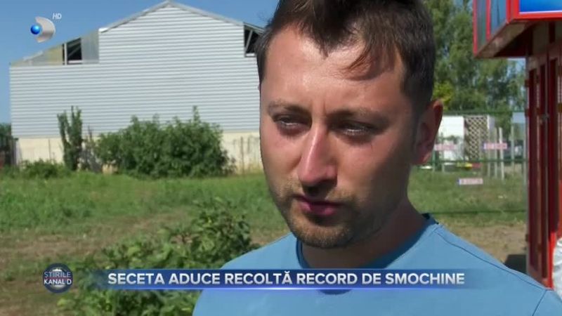 Seceta aduce recoltă record de smochine. Un buzoian estimează o producție record, de peste 10 tone 