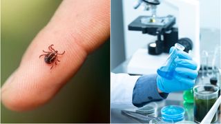 A fost dezvoltat un vaccin ARNm împotriva bacteriei care provoacă boala Lyme