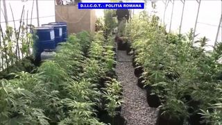 Și-a făcut plantație de cannabis în apartament. Tânărul de 26 de ani a fost arestat. Imaginile surprinse de DIICOT