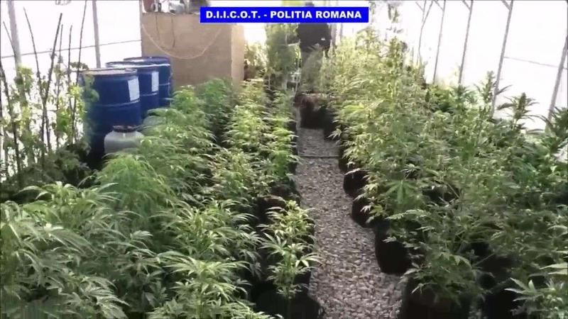 Și-a făcut plantație de cannabis în apartament. Tânărul de 26 de ani a fost arestat. Imaginile surprinse de DIICOT