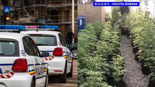 Și-a făcut plantație de cannabis în apartament. Tânărul de 26 de ani a fost arestat. Imaginile surprinse de DIICOT