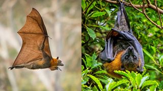 Cercetătorii americani au descoperit care ar putea fi salvarea umanității. Liliecii ar putea fi tratamentul anti-cancer