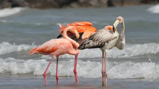 Mai mulți flamingo au ajuns &icirc;n statul american Wisconsin. Este pentru prima oară &icirc;n istorie. Spectacolul creat de păsările roz