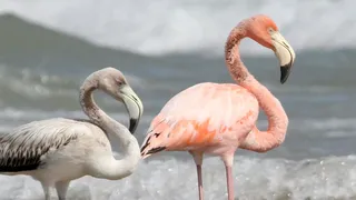 Mai mulți flamingo au ajuns &icirc;n statul american Wisconsin. Este pentru prima oară &icirc;n istorie. Spectacolul creat de păsările roz