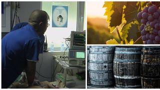 EXCLUSIV: Pericolul din timpul fermentării mustului/ Medic: &rdquo;Nu intrați &icirc;n &icirc;ncăperile &icirc;n care fierbe vinul ce nu au o ventilație corespunzătoare&rdquo;