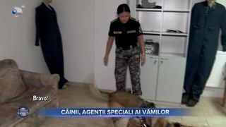 C&acirc;inii, agenții speciali ai Autorității Vamale Rom&acirc;ne. Echipajele canine au nevoie de 10 săptăm&acirc;ni de pregătire intensă