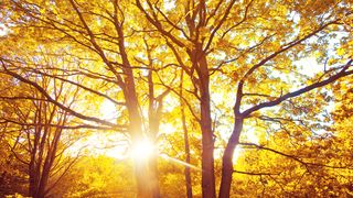 Cum va fi vremea în perioada 25 septembrie - 8 octombrie 2023? Vremea frumoasă se menține. Prognoza meteo completă