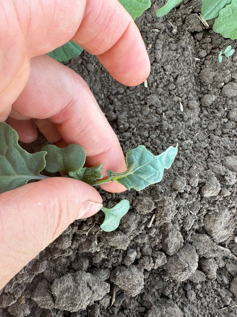 Per ansamblu, fermierii spun că anul acesta a fost foarte dificil pentru ei.