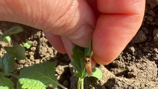 Agricultura rom&acirc;nească să dea roade și să fie profitabilă, iar randamentul să fie c&acirc;t de c&acirc;t spre limita superioară ar trebui o implicare a autorităților mult mai serioasă.