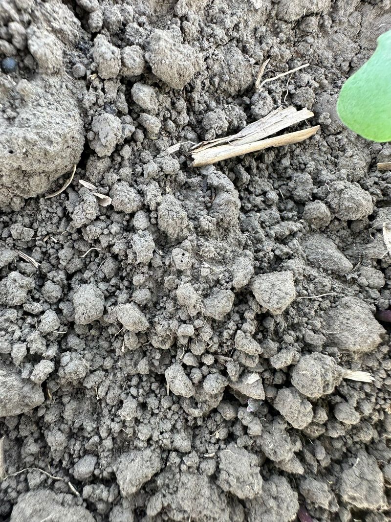 Fermierii spun că anul acesta nu s-au putut bucura de culturile lor din cauza vremii foarte calde.