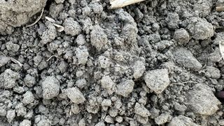 Fermierii spun că anul acesta nu s-au putut bucura de culturile lor din cauza vremii foarte calde.