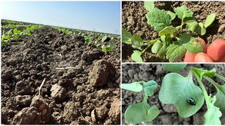 EXCLUSIV: Culturi distruse din cauza vremii neobișnuit de calde/ Fermier: ”Anul acesta a fost chiar mai greu ca oricând”