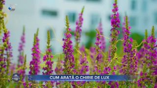 VIDEO - Apartamente de lux &icirc;n zona Băneasa. Prețul unei astfel de locuințe poate depăși 7.000 de euro