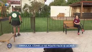 VIDEO - Dresajul c&acirc;inelui se poate face și acasă. Dresajul patrupedului trebuie să &icirc;nceapă de la o v&acirc;rstă fragedă