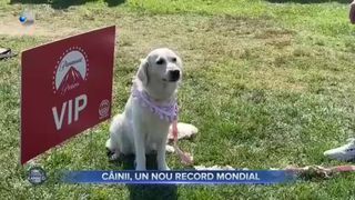 VIDEO - Câinii, un nou record mondial. Premiera filmului „Patrula cățelușilor: filmul cel mare” a adunat 219 patrupezi