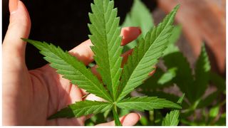 Matt Haney, membru al adunării din San Francisco care a scris proiectul de lege, a declarat că, dacă acesta va fi aprobat, va contribui la creșterea veniturilor fiscale prin reducerea vânzărilor ilegale.