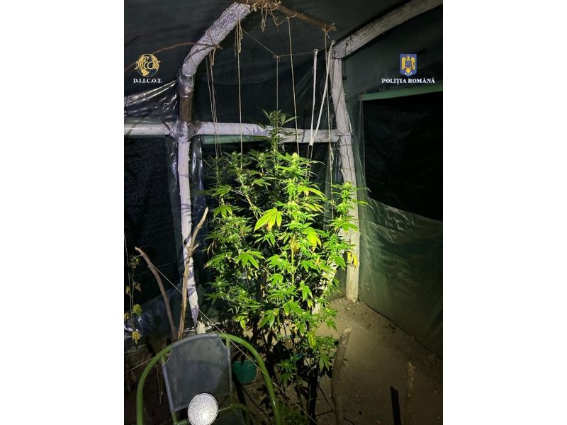 Procurorii DIICOT au anunțat rezultatele în urma perchezițiilor desfășurate în țară.