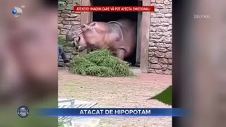 VIDEO - Un îngrijitor din China a fost atacat de un hipopotam