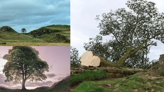 Copacul lui Robin Hood zace pe pământ. Monumentul UNESCO ar fi fost doborât de un adolescent