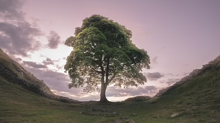 Copacul lui Robin Hood 