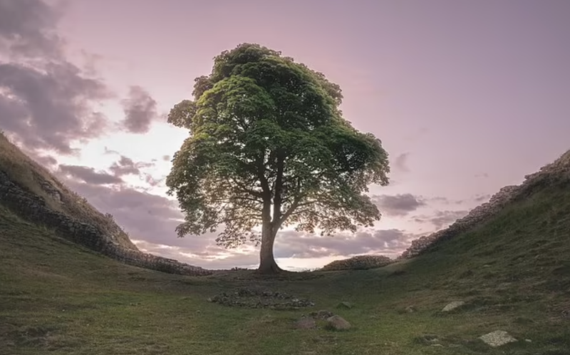 Copacul lui Robin Hood 