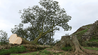 Copacul lui Robin Hood zace pe păm&acirc;nt