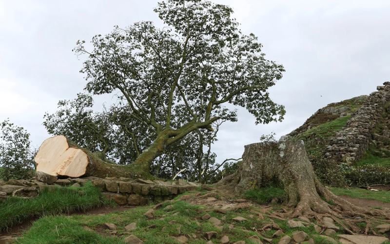 Copacul lui Robin Hood zace pe pământ