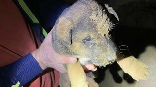 Intervenție a pompierilor în cazul unui cățel, care a căzut în canalul săpat pentru o fântână, de circa 4 metri adâncime