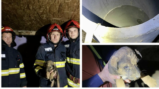 Intervenție a pompierilor în cazul unui cățel, care a căzut în canalul săpat pentru o fântână, de circa 4 metri adâncime