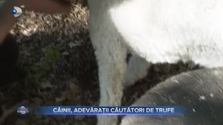 VIDEO - C&acirc;inii, adevărații căutători de trufe. Taiga reușește să identifice cantități impresionante de ciuperci