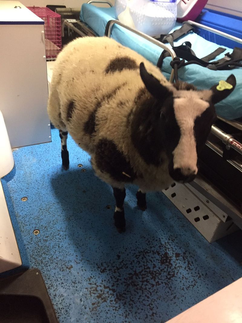 Un român a fost arestat în Olanda. Bărbatul a fost prins de polițiști când avea în portbagaj o oaie furată de la o grădină zoologică