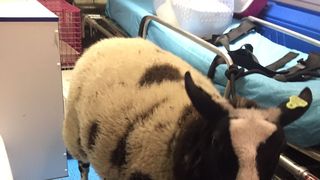 Un român a fost arestat în Olanda. Bărbatul a fost prins de polițiști când avea în portbagaj o oaie furată de la o grădină zoologică