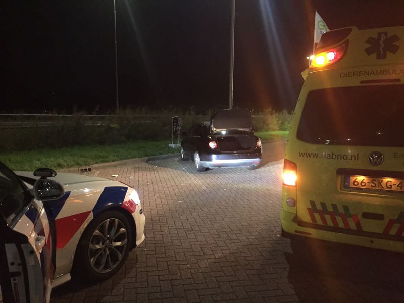 Un român a fost arestat în Olanda. Bărbatul a fost prins de polițiști când avea în portbagaj o oaie furată de la o grădină zoologică