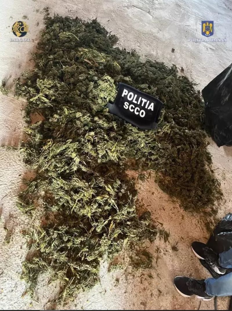Peste 1,2 tone de cannabis au fost confiscate de procurorii DIICOT. Inculpații vor fi prezentați în fața justiției cu propunere de arestare preventivă pentru 30 de zile