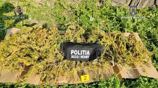 Peste 1,2 tone de cannabis au fost confiscate de procurorii DIICOT. Inculpații vor fi prezentați &icirc;n fața justiției cu propunere de arestare preventivă pentru 30 de zile