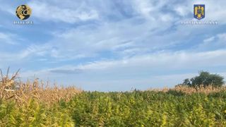 Peste 1,2 tone de cannabis au fost confiscate de procurorii DIICOT. Inculpații vor fi prezentați &icirc;n fața justiției cu propunere de arestare preventivă pentru 30 de zile