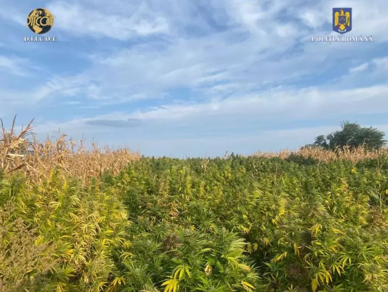 Peste 1,2 tone de cannabis au fost confiscate de procurorii DIICOT. Inculpații vor fi prezentați în fața justiției cu propunere de arestare preventivă pentru 30 de zile