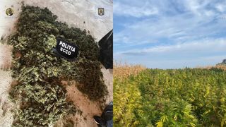 FOTO/VIDEO - Peste 1,2 tone de cannabis au fost confiscate de procurorii DIICOT. Inculpații vor fi prezentați în fața justiției cu propunere de arestare preventivă pentru 30 de zile