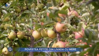 VIDEO - Povestea fetiței din livada cu mere! Delia, o copilă de 11 ani, își ajută părinții la muncile din gospodărie