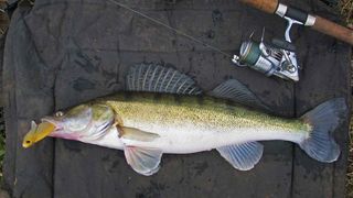 &bdquo;Norocul &icirc;ncepătorului&rdquo; este o realitate sau o pură teorie?