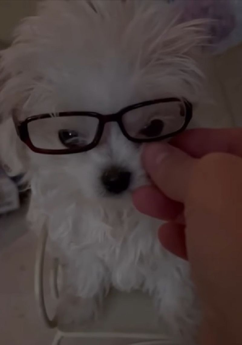 Britney Spears i-a cumpărat câinelui său o lenjerie de firmă