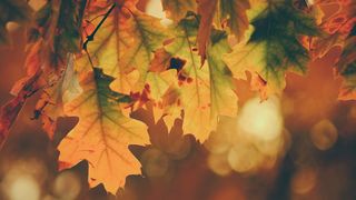 Cum va fi vremea în perioada 2 octombrie - 15 octombrie 2023? Temperaturile scad în următoarele zile. Prognoza meteo completă