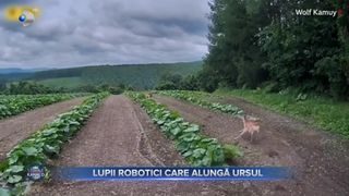 VIDEO - Lupii robotici care alungă ursul. Autoritățile din Japonia au găsit o nouă metodă pentru a speria animalele sălbatice