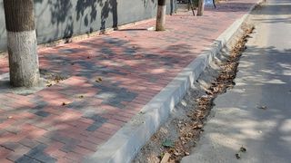 Copaci asfaltați &icirc;n Sectorul 3 al Capitalei.