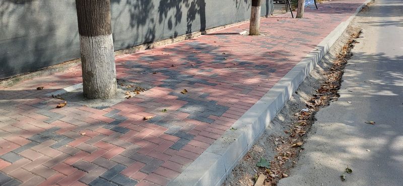 Copaci asfaltați în Sectorul 3 al Capitalei.