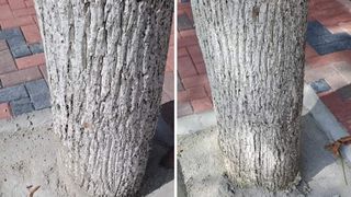 Copaci asfaltați &icirc;n Sectorul 3 al Capitalei.