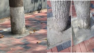 Copaci asfaltați în Sectorul 3 al Capitalei. Lucurările de modernizare au inclus, se pare, copacii de pe trotuar